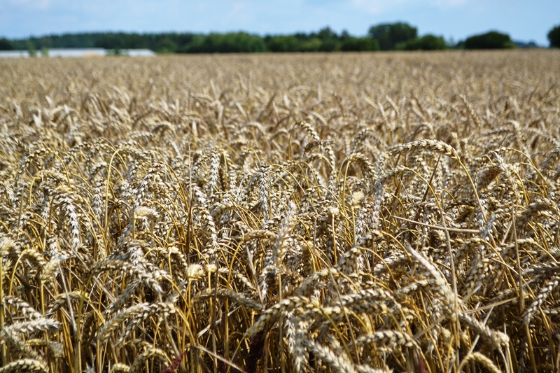 246 Weizenfeld bei Scharbeutz