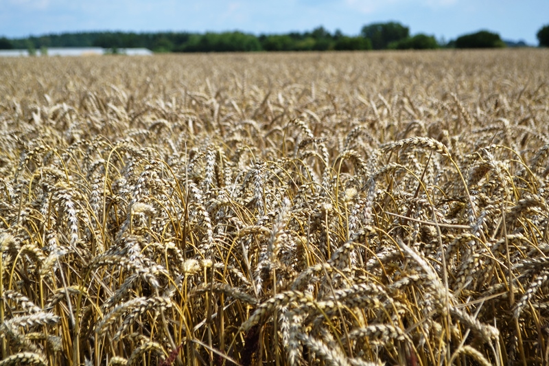 246 Weizenfeld bei Scharbeutz